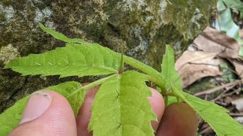 Image of Aralia decaisneana by (c) 潘立傑 LICHIEH_PAN, some rights reserved (CC BY)