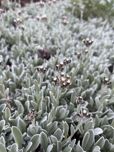 Sawyer's Pussy-toes (Antennaria sawyeri)