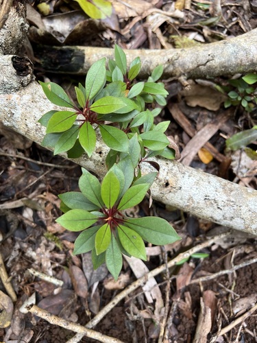 Lysimachia kalalauensis observed 2023-04-20