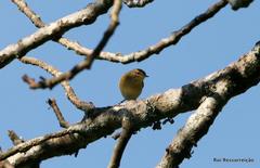 Phylloscopus ibericus