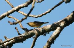 Phylloscopus ibericus