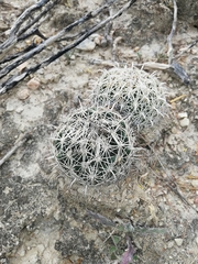 Coryphantha delicata