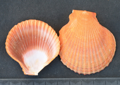 Talochlamys gemmulata