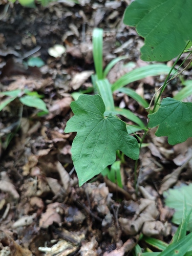 Dioscorea nipponica iNat (3)