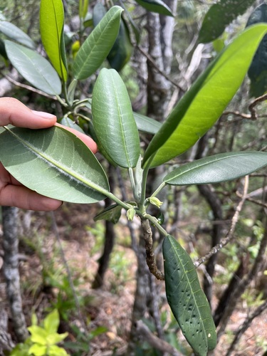 Melicope barbigera observed 2023-04-05