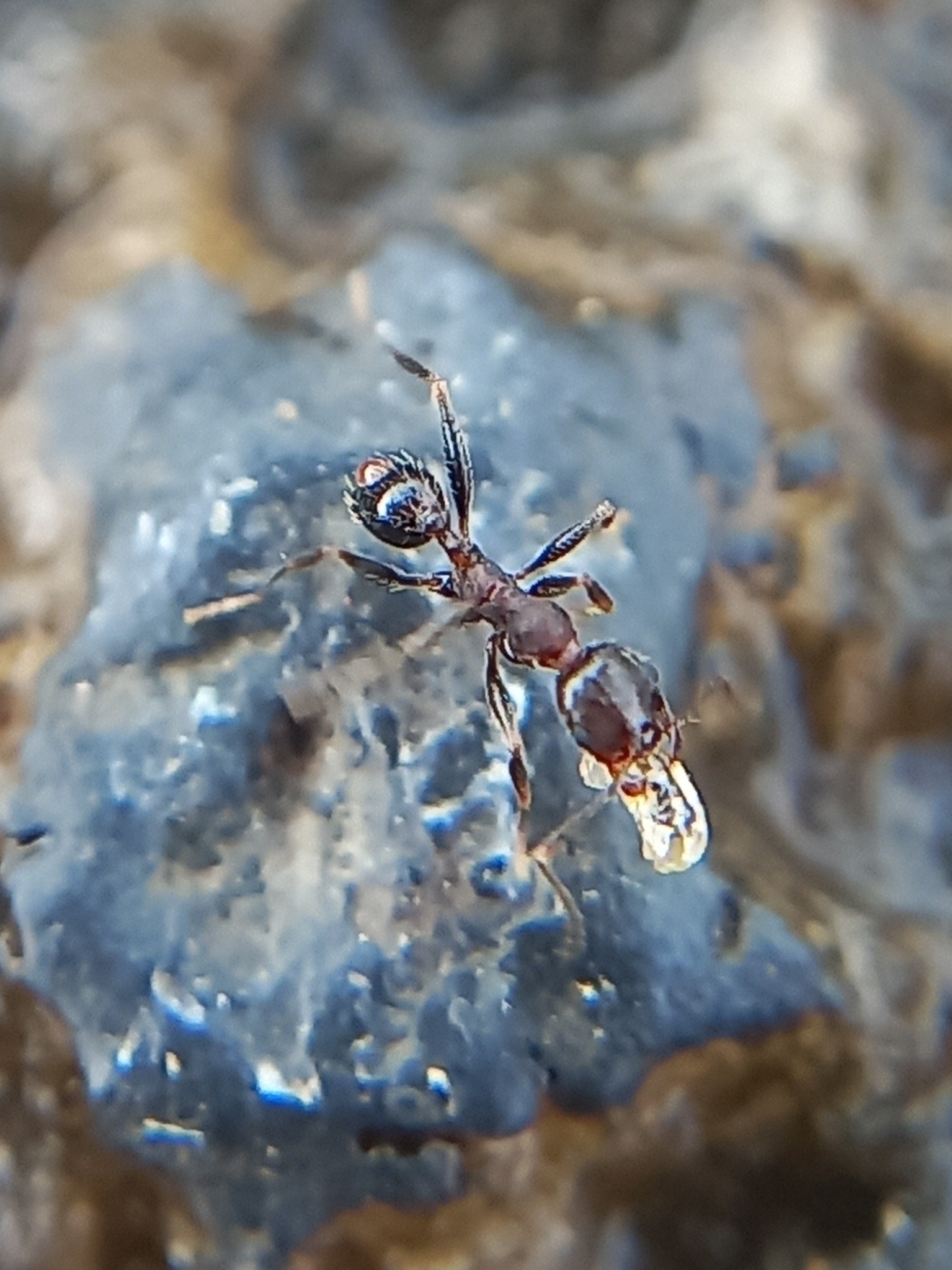 Pheidole ghatica