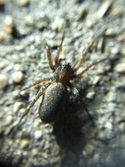 Varacosa