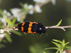 Castiarina bremei