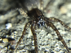Varacosa