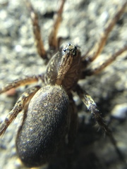 Varacosa