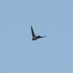 Aerodramus bartschi