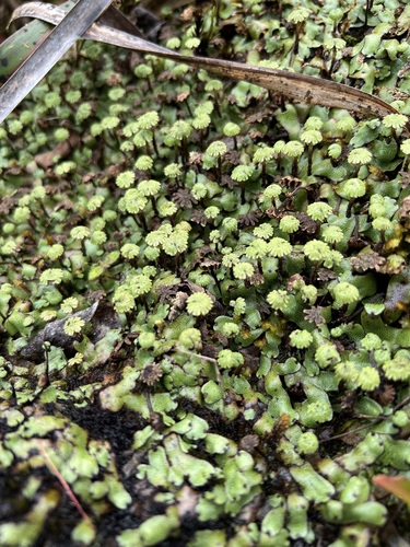 Marchantia marginata
