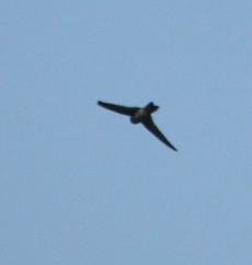 Aerodramus bartschi