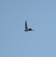 Aerodramus bartschi