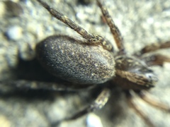 Varacosa