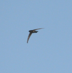 Aerodramus bartschi