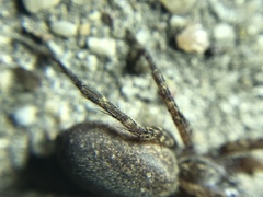 Varacosa
