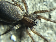 Varacosa