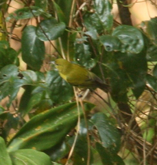 Chlorodrepanis flava