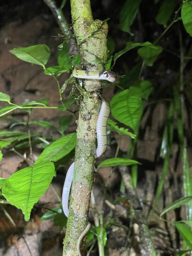 Banded Keelback