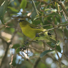 Chlorodrepanis flava