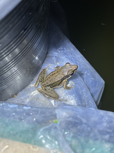 Hylarana malayana