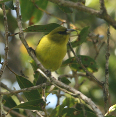 Chlorodrepanis flava