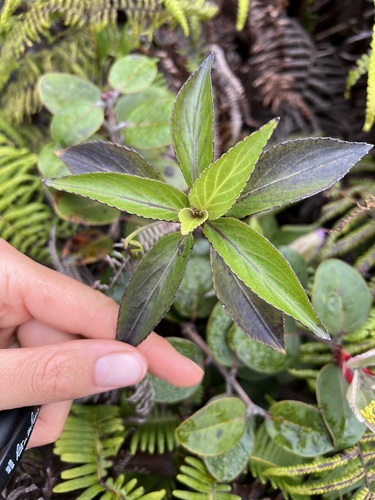 Viola wailenalenae, 2023-03-28