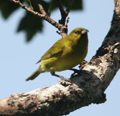 Chlorodrepanis flava