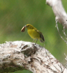 Chlorodrepanis flava