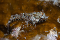 Rosy Dragonet photo 1