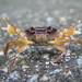 Japanese Freshwater Crab - Photo (c) John G. Cramer III, some rights reserved (CC BY-NC-ND), uploaded by John Cramer III