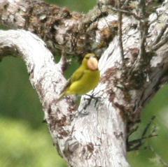 Chlorodrepanis flava