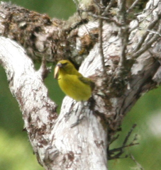 Chlorodrepanis flava