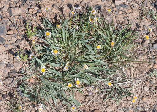 Erigeron eatonii var. sonnei