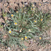Washoe Fleabane - Photo (c) Tim Messick, some rights reserved (CC BY-NC), uploaded by Tim Messick