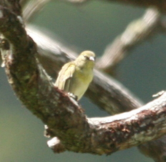 Chlorodrepanis flava