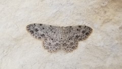 Scopula plantagenaria