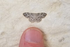 Scopula plantagenaria