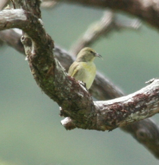 Chlorodrepanis flava