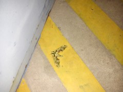 Adhemarius blanchardorum