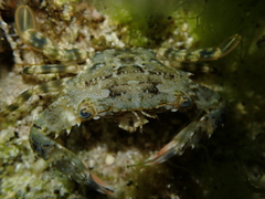 Thranita holthuisi