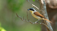 Tiger Shrike photo 3