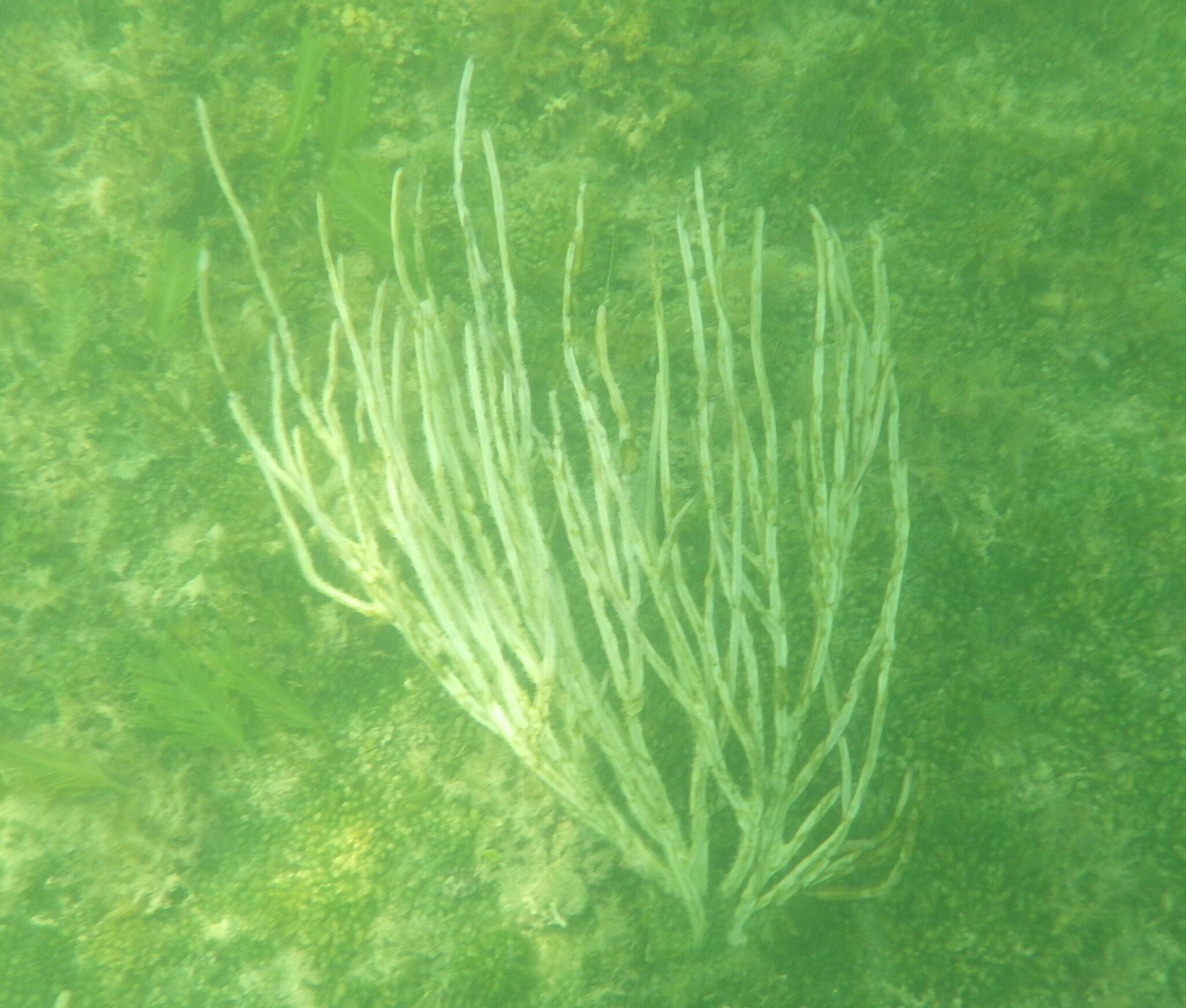 Pterogorgia anceps (Pallas, 1766)