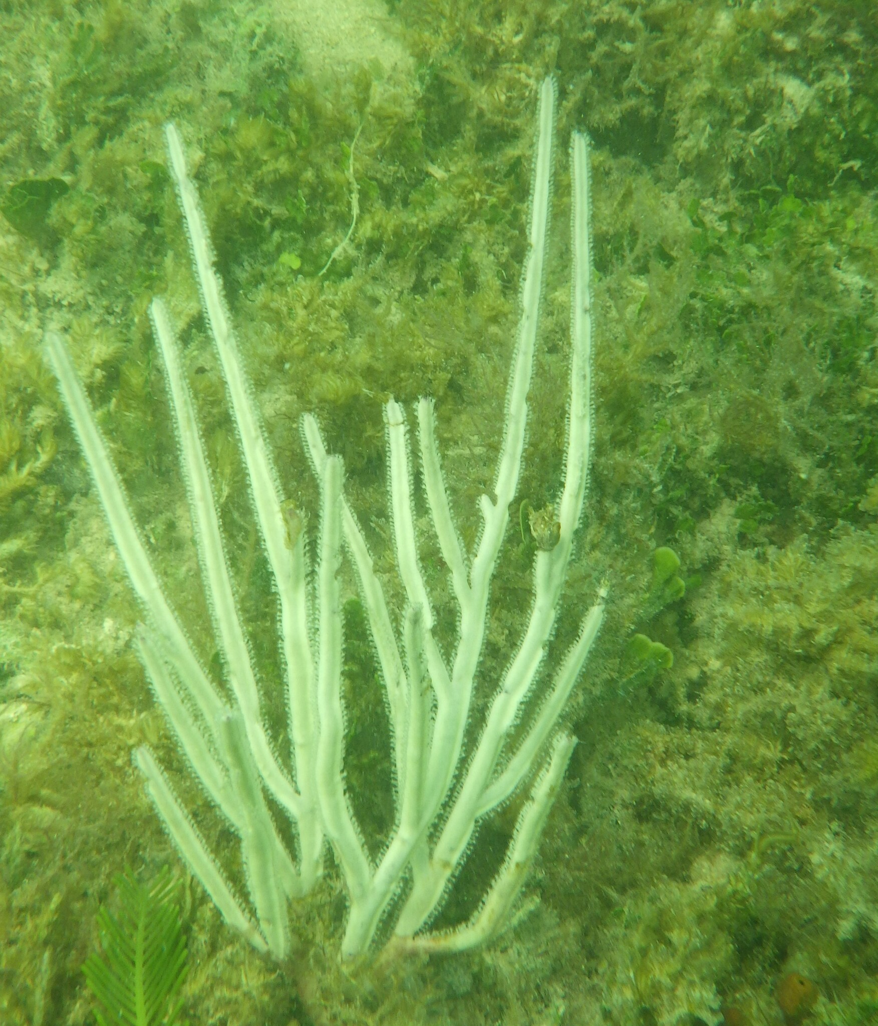 Pterogorgia anceps (Pallas, 1766)