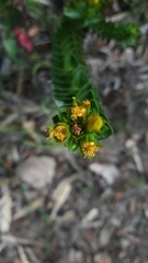 Hypericum mexicanum