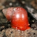 Red Mangrove Snail - Photo (c) sukkhee, some rights reserved (CC BY-NC)