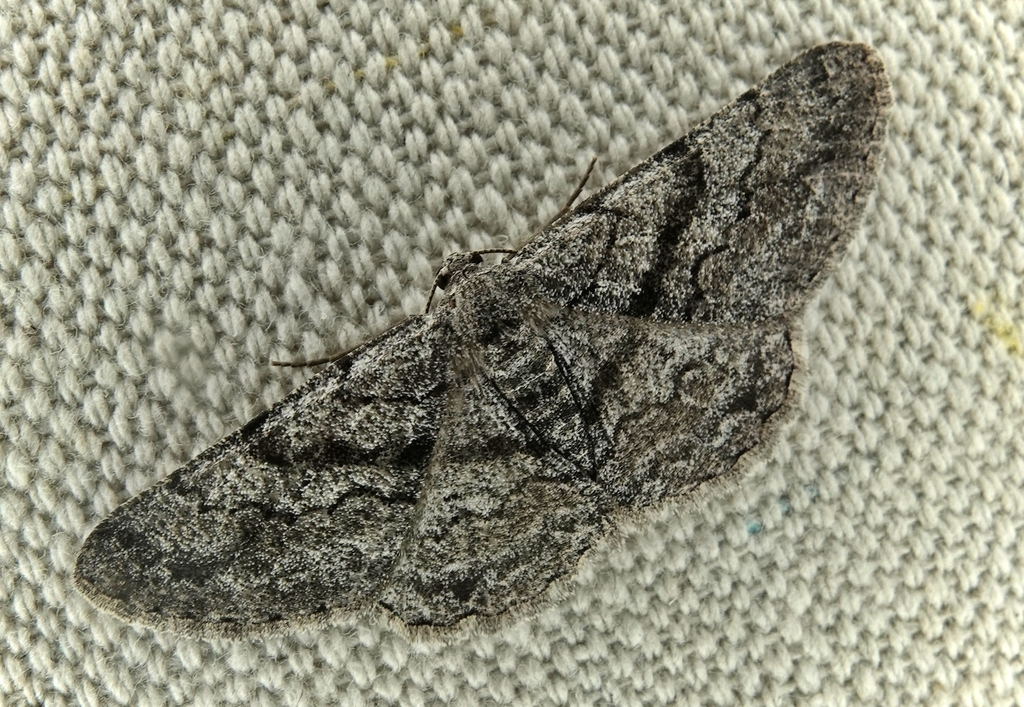 Glena nigricaria