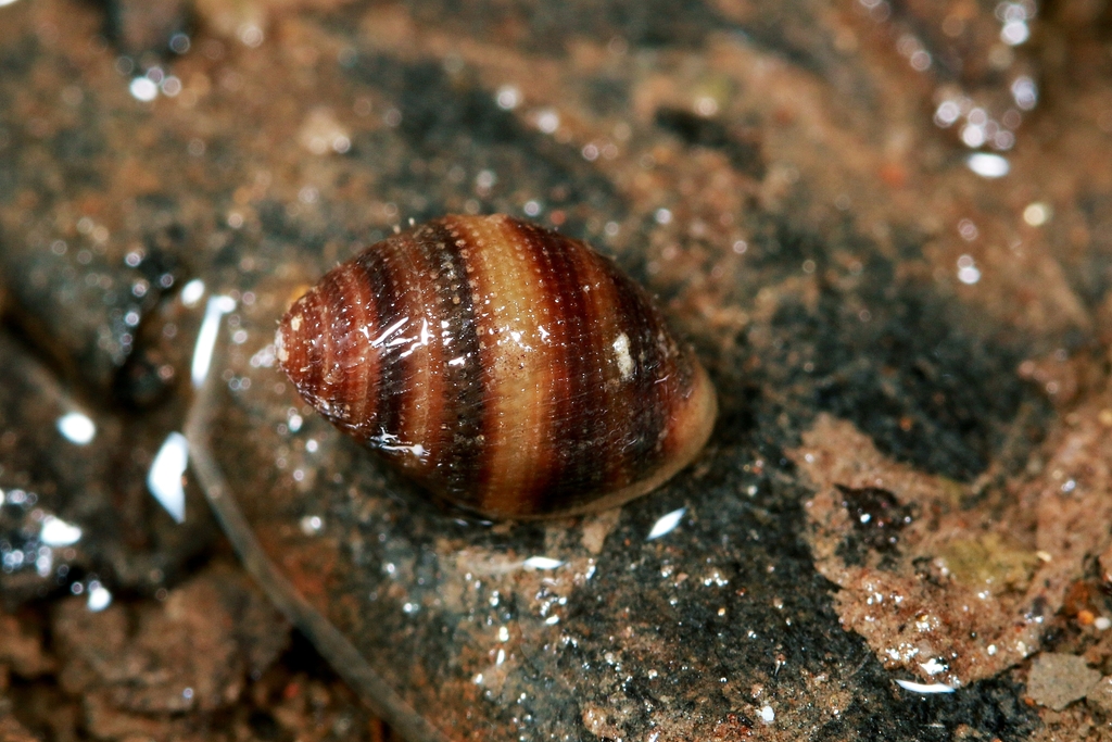 Laemodonta punctigera