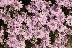 Iberis procumbens